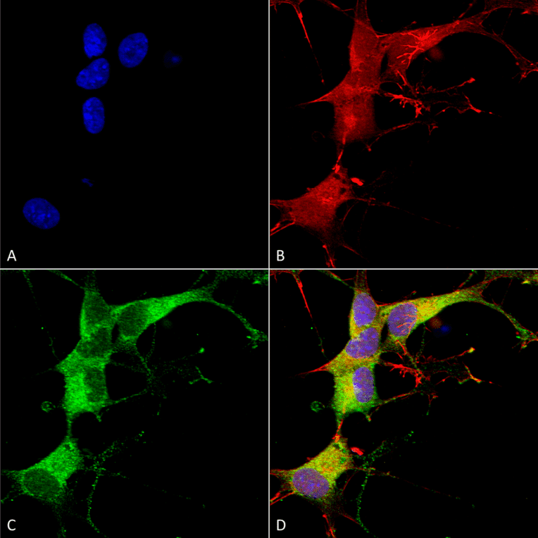 Immunocytochemistry/Immunofluorescence - Anti-ANK-3 Antibody [S106-20] (A305040) - Antibodies.com
