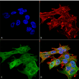 Immunocytochemistry/Immunofluorescence - Anti-Versican Antibody [S351-23] (A305042) - Antibodies.com