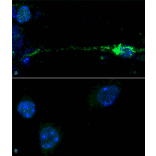 Immunohistochemistry  - Anti-alpha Synuclein (phospho Ser129) Antibody (A305044) - Antibodies.com