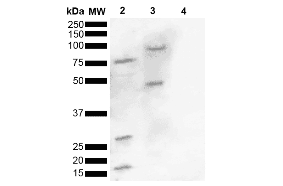 Western Blot - Anti-alpha Synuclein (phospho Ser129) Antibody (A305044) - Antibodies.com