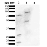 Western Blot - Anti-alpha Synuclein (phospho Ser129) Antibody (A305044) - Antibodies.com