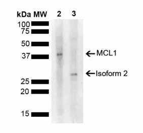 Western Blot - Anti-MCL1 Antibody (A305045) - Antibodies.com