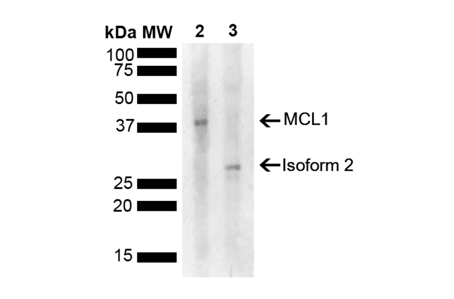 Western Blot - Anti-MCL1 Antibody (A305045) - Antibodies.com