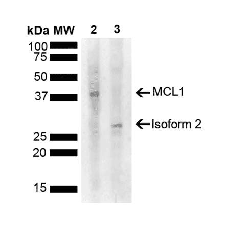 Western Blot - Anti-MCL1 Antibody (A305045) - Antibodies.com