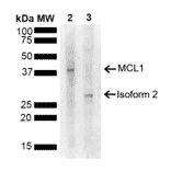 Western Blot - Anti-MCL1 Antibody (A305045) - Antibodies.com