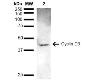 Western Blot - Anti-Cyclin D3 Antibody (A305047) - Antibodies.com