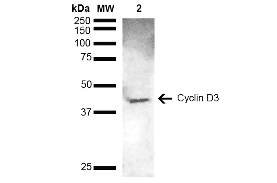Western Blot - Anti-Cyclin D3 Antibody (A305047) - Antibodies.com