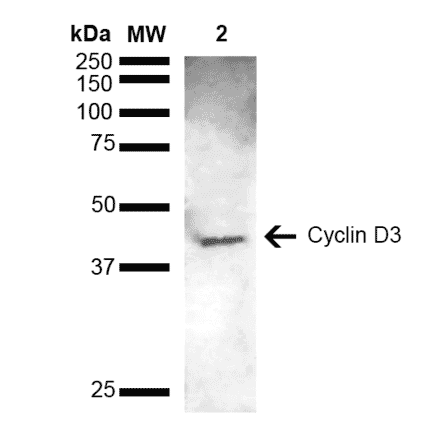 Western Blot - Anti-Cyclin D3 Antibody (A305047) - Antibodies.com