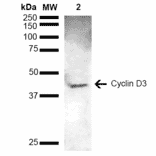 Western Blot - Anti-Cyclin D3 Antibody (A305047) - Antibodies.com