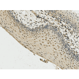 Immunohistochemistry - Anti-Cyclin D3 Antibody (A305047) - Antibodies.com