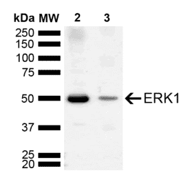 Western Blot - Anti-ERK1 Antibody (A305048) - Antibodies.com