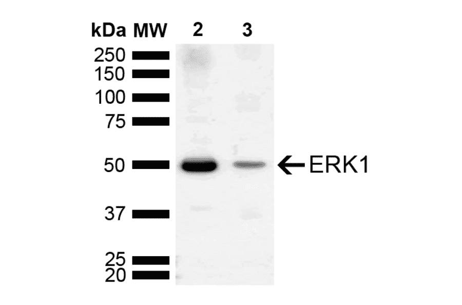 Western Blot - Anti-ERK1 Antibody (A305048) - Antibodies.com