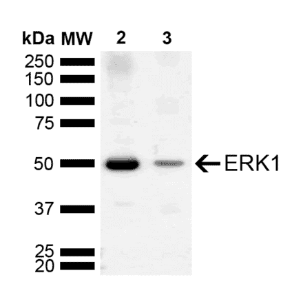 Western Blot - Anti-ERK1 Antibody (A305048) - Antibodies.com