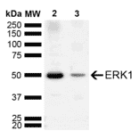 Western Blot - Anti-ERK1 Antibody (A305048) - Antibodies.com