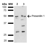 Western Blot - Anti-Presenilin 1 Antibody (A305049) - Antibodies.com