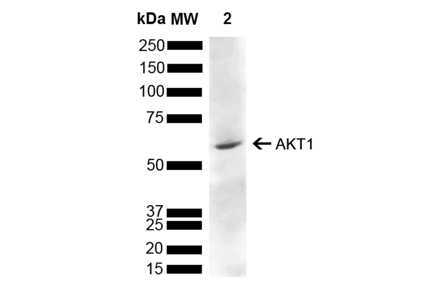 Western Blot - Anti-AKT1 Antibody (A305050) - Antibodies.com