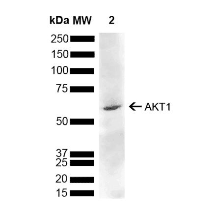 Western Blot - Anti-AKT1 Antibody (A305050) - Antibodies.com