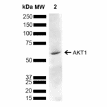 Western Blot - Anti-AKT1 Antibody (A305050) - Antibodies.com