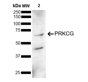 Western Blot - Anti-PKC gamma Antibody (A305051) - Antibodies.com
