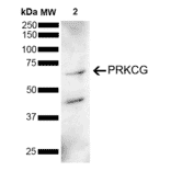 Western Blot - Anti-PKC gamma Antibody (A305051) - Antibodies.com