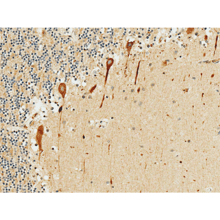 Immunohistochemistry - Anti-PKC gamma Antibody (A305051) - Antibodies.com