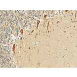 Immunohistochemistry - Anti-PKC gamma Antibody (A305051) - Antibodies.com