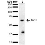 Western Blot - Anti-TAK1 Antibody (A305052) - Antibodies.com