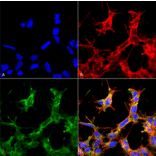 Immunocytochemistry/Immunofluorescence - Anti-HSP70 (acetyl Lys77) Antibody (A305054) - Antibodies.com