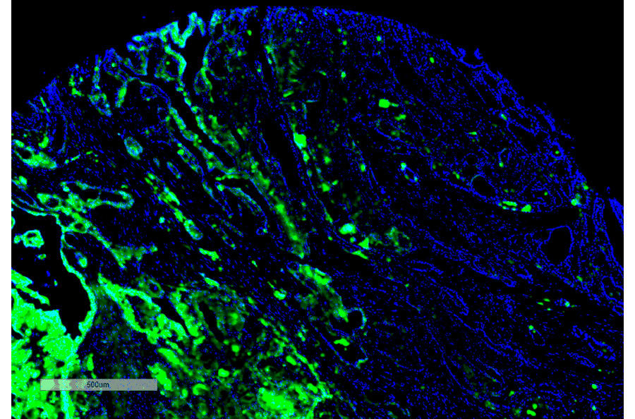 Immunohistochemistry - Anti-Thyroid Hormone Receptor Antibody [H43] (A305055) - Antibodies.com
