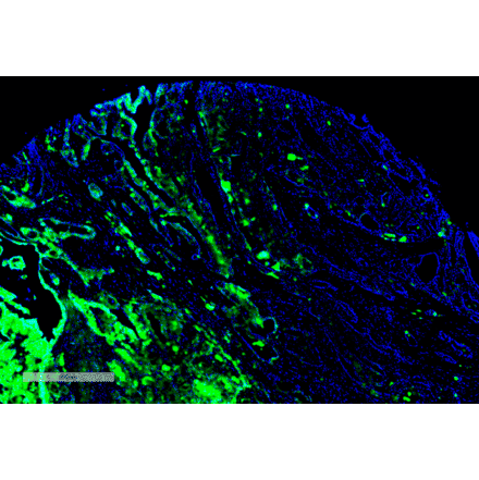 Immunohistochemistry - Anti-Thyroid Hormone Receptor Antibody [H43] (A305055) - Antibodies.com