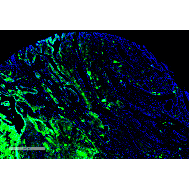 Immunohistochemistry - Anti-Thyroid Hormone Receptor Antibody [H43] (A305055) - Antibodies.com