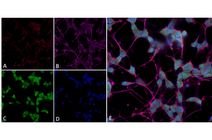 Immunocytochemistry/Immunofluorescence - Anti-Thyroid Hormone Receptor Antibody [H43] (A305055) - Antibodies.com