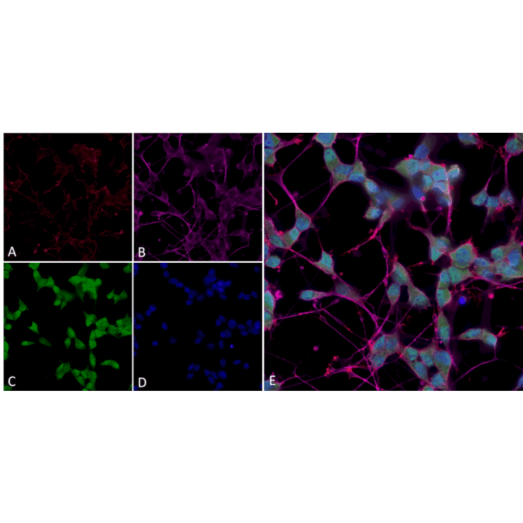 Immunocytochemistry/Immunofluorescence - Anti-Thyroid Hormone Receptor Antibody [H43] (A305055) - Antibodies.com