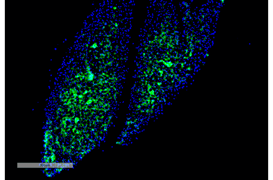 Immunohistochemistry - Anti-Thyroid Hormone Receptor Antibody [H43] (A305055) - Antibodies.com