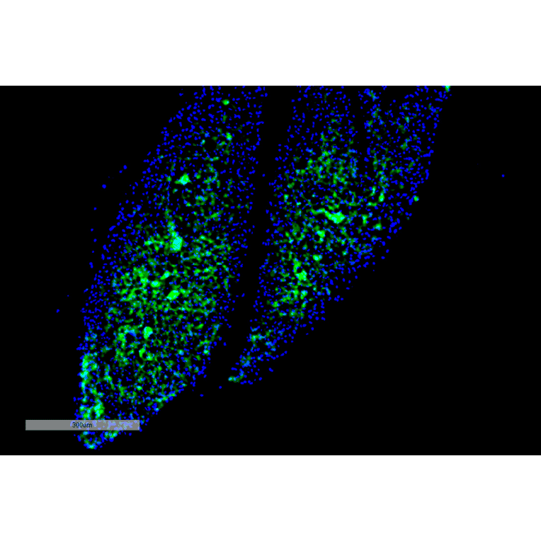 Immunohistochemistry - Anti-Thyroid Hormone Receptor Antibody [H43] (A305055) - Antibodies.com