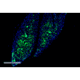 Immunohistochemistry - Anti-Thyroid Hormone Receptor Antibody [H43] (A305055) - Antibodies.com
