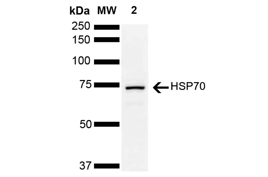 Western Blot - Anti-HSP70 Antibody (A305056) - Antibodies.com
