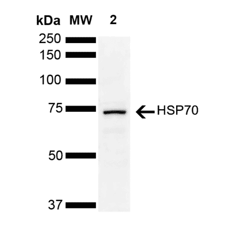 Western Blot - Anti-HSP70 Antibody (A305056) - Antibodies.com
