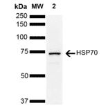 Western Blot - Anti-HSP70 Antibody (A305056) - Antibodies.com