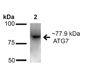 Western Blot - Anti-ATG7 Antibody (A305057) - Antibodies.com