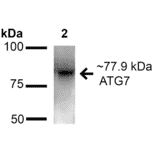 Western Blot - Anti-ATG7 Antibody (A305057) - Antibodies.com