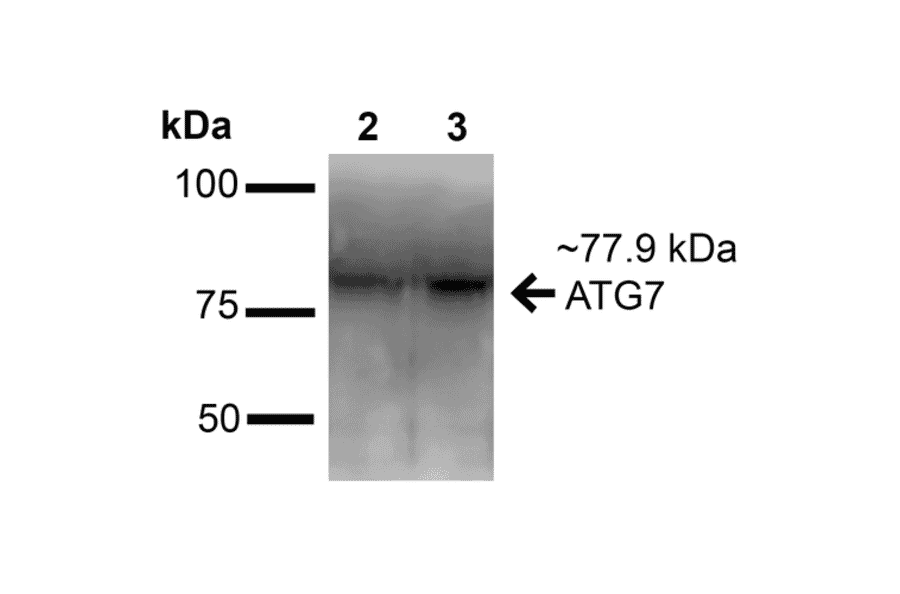 Western Blot - Anti-ATG7 Antibody (A305057) - Antibodies.com