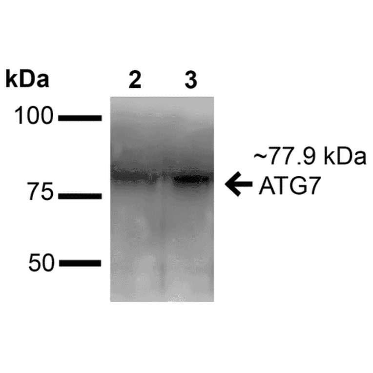 Western Blot - Anti-ATG7 Antibody (A305057) - Antibodies.com