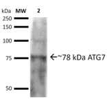 Western Blot - Anti-ATG7 Antibody (A305058) - Antibodies.com