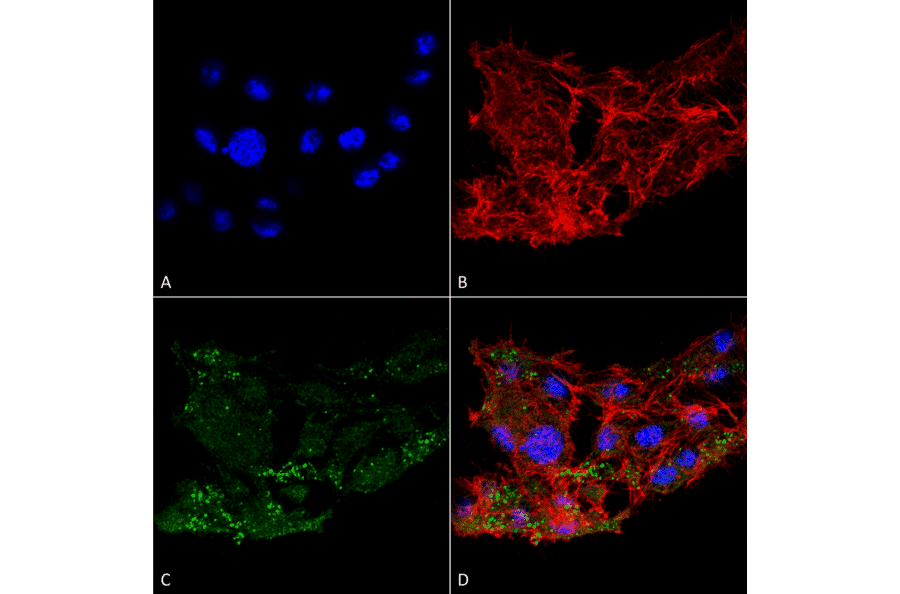 Immunocytochemistry/Immunofluorescence - Anti-ATG7 Antibody (A305058) - Antibodies.com