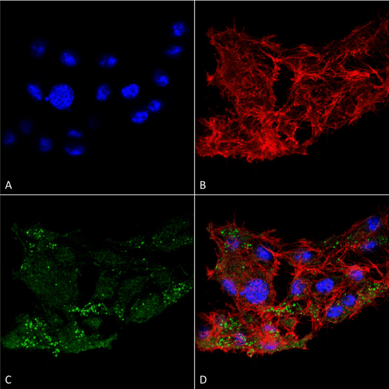 Immunocytochemistry/Immunofluorescence - Anti-ATG7 Antibody (A305058) - Antibodies.com