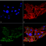 Immunocytochemistry/Immunofluorescence - Anti-ATG7 Antibody (A305058) - Antibodies.com