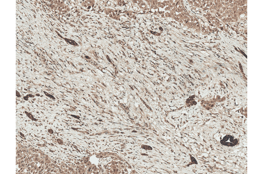 Immunohistochemistry - Anti-LRP1 Antibody (A305059) - Antibodies.com