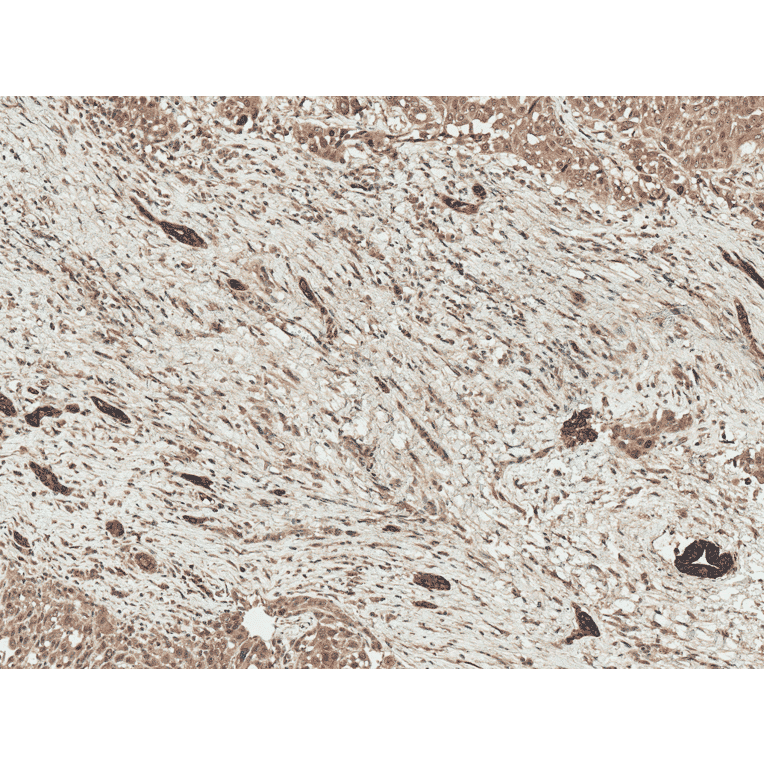 Immunohistochemistry - Anti-LRP1 Antibody (A305059) - Antibodies.com