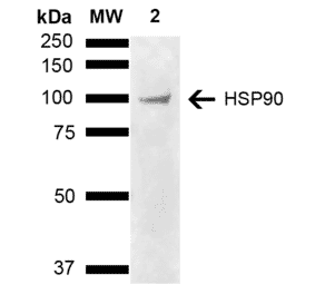 Western Blot - Anti-HSP90 alpha + HSP90 beta Antibody (A305060) - Antibodies.com
